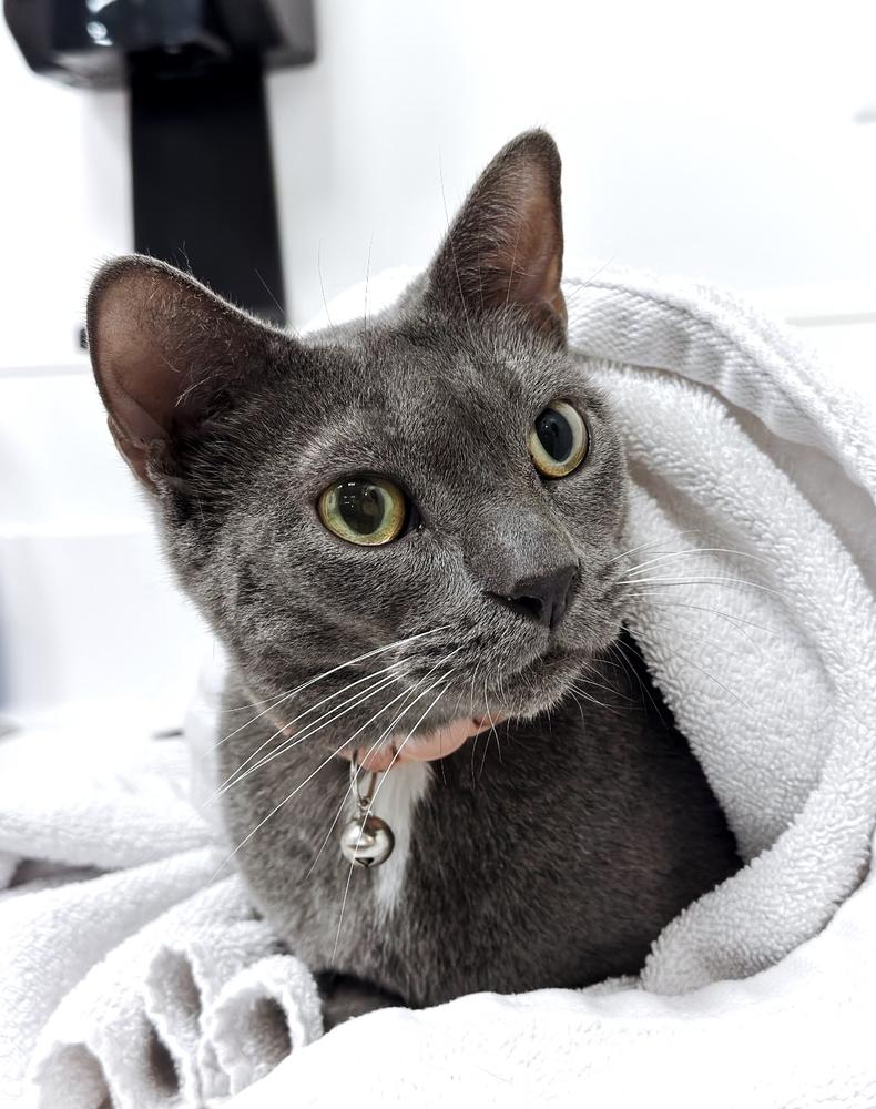 Helen, Adoptable, Adult Female Russian Blue.