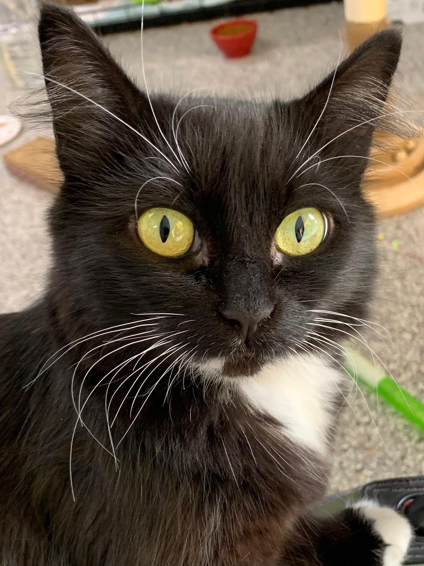 Enlarge Momma, a Adoptable Domestic Short Hair in Battle Ground, WA image 1/1