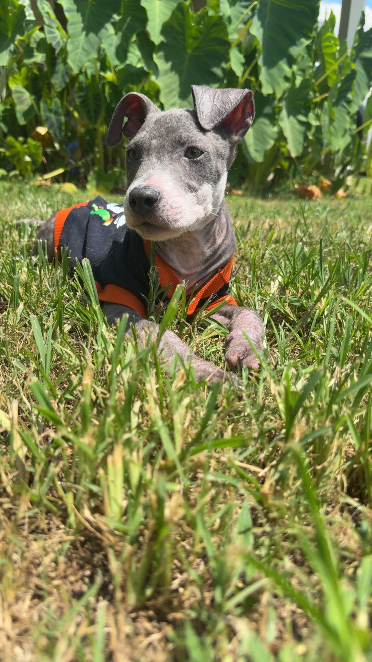 Captain, a ADOPTABLE mixed breed in Covington, TN image 4/5