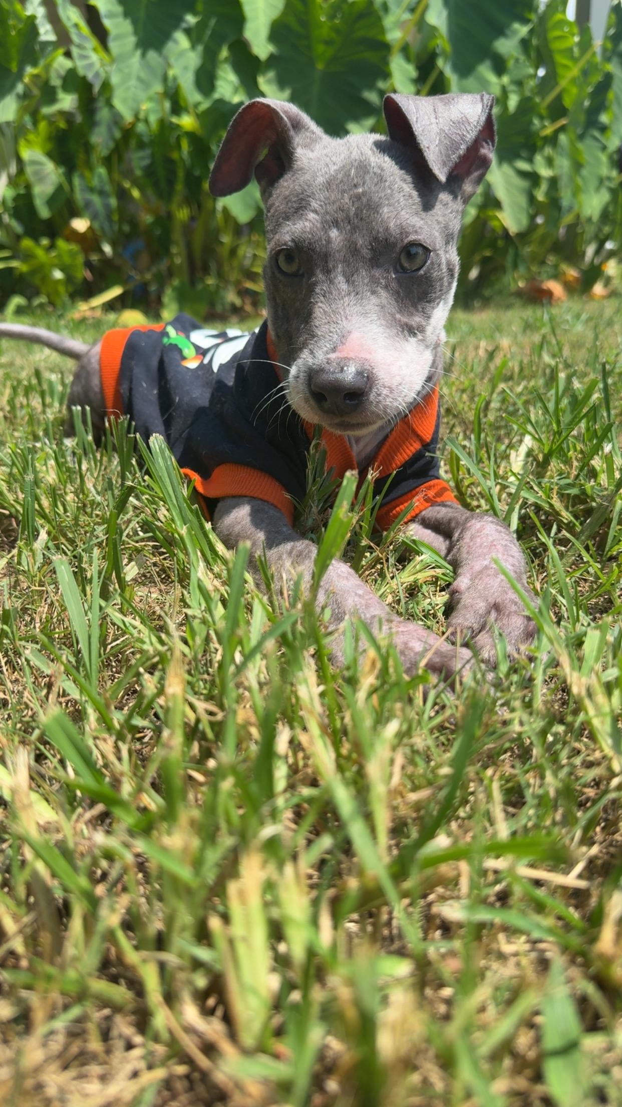 Captain, a ADOPTABLE mixed breed in Covington, TN image 1/5