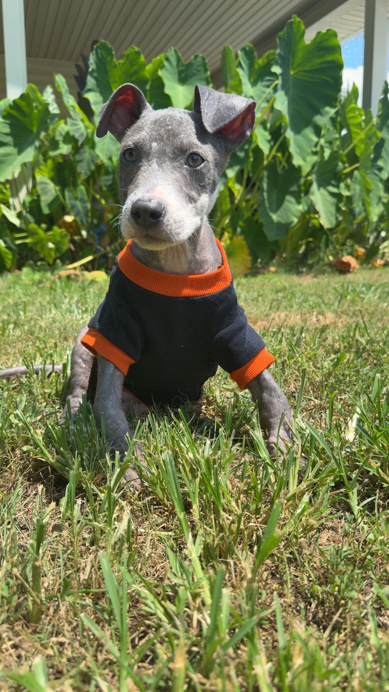 Captain, a ADOPTABLE mixed breed in Covington, TN image 5/5
