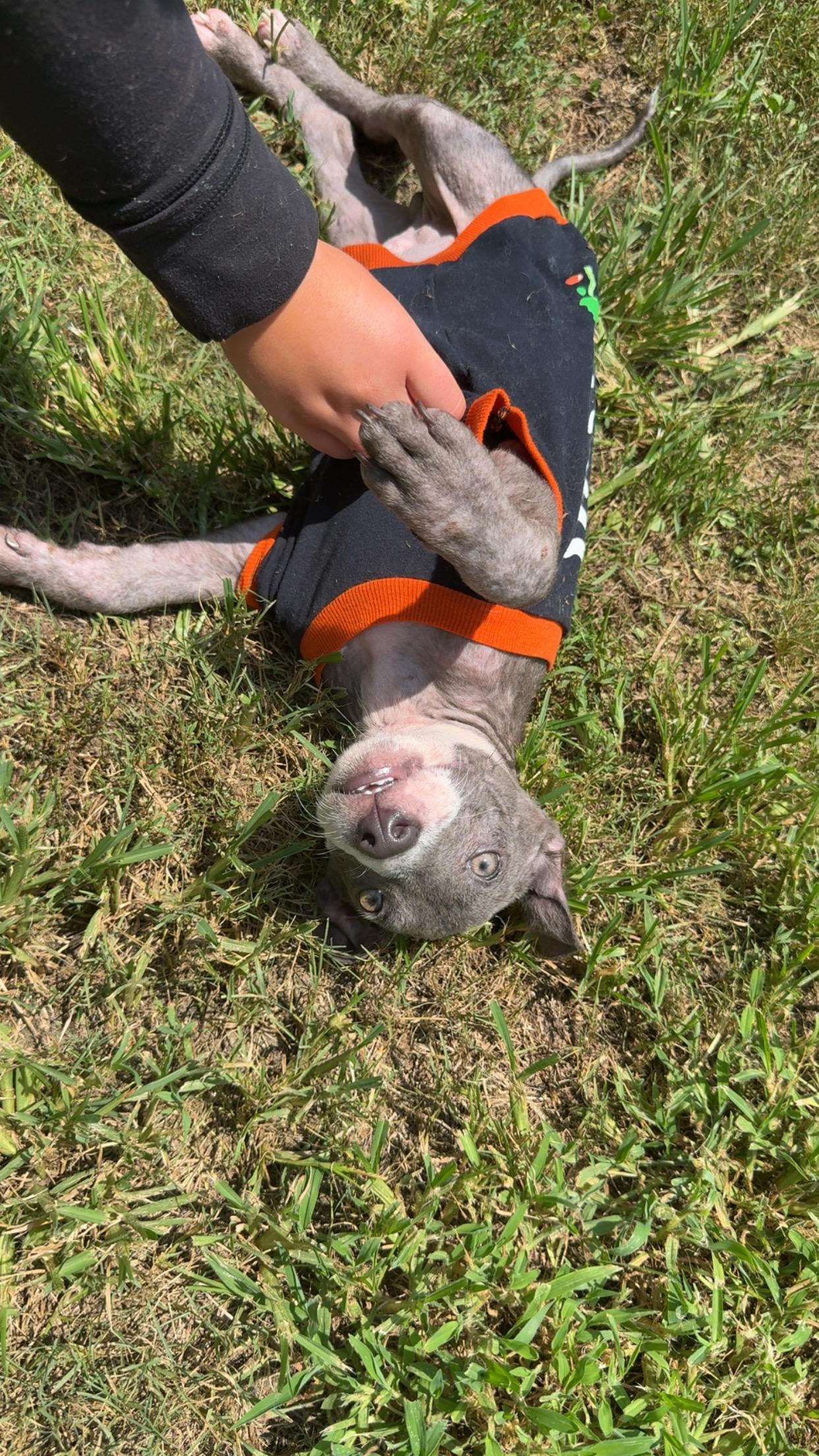 Captain, a ADOPTABLE mixed breed in Covington, TN image 2/5