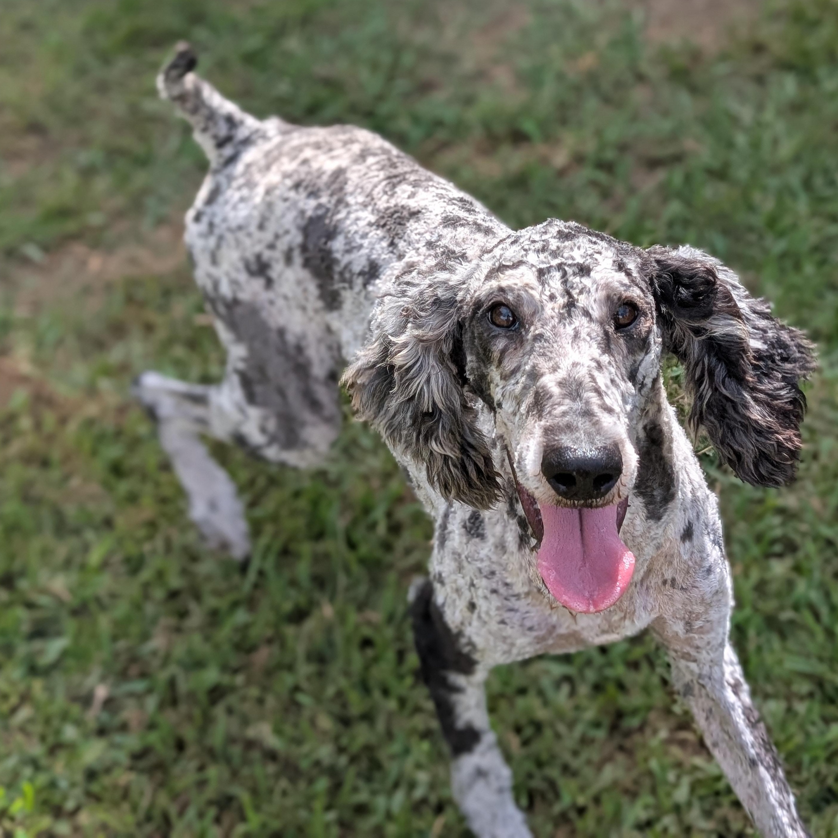 Skye