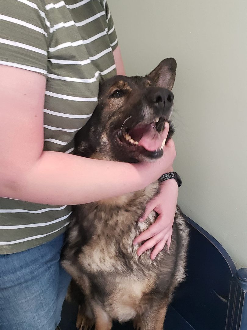 Enlarge Peace, a Adopted German Shepherd Dog in Quincy, IN image 1/3