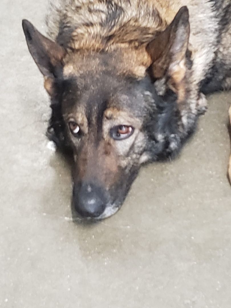 Enlarge Peace, a Adopted German Shepherd Dog in Quincy, IN image 2/3