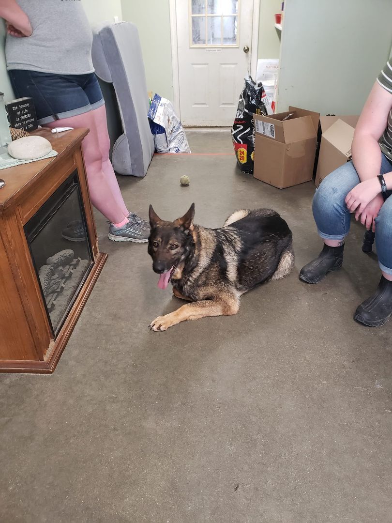 Enlarge Peace, a Adopted German Shepherd Dog in Quincy, IN image 3/3