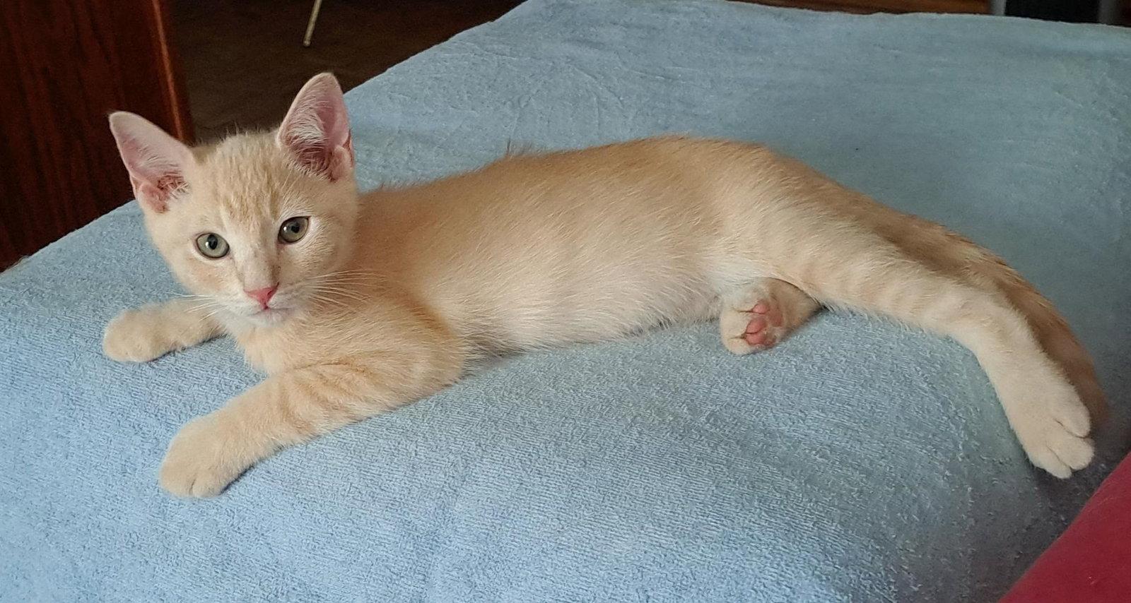 Julius, Adopted, Kitten Male Domestic Short Hair.