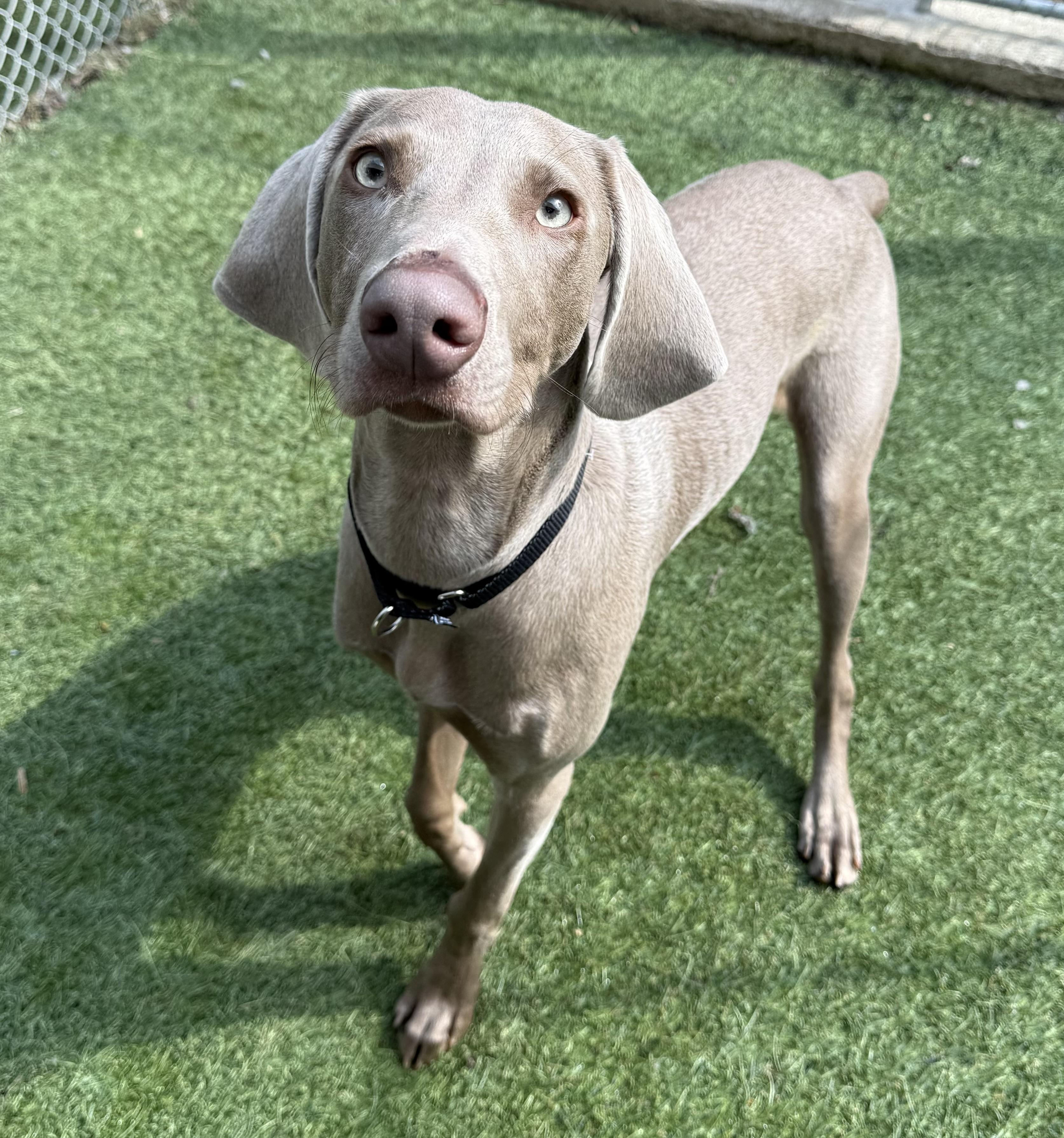 Jax, adopted, Young Male Weimaraner.