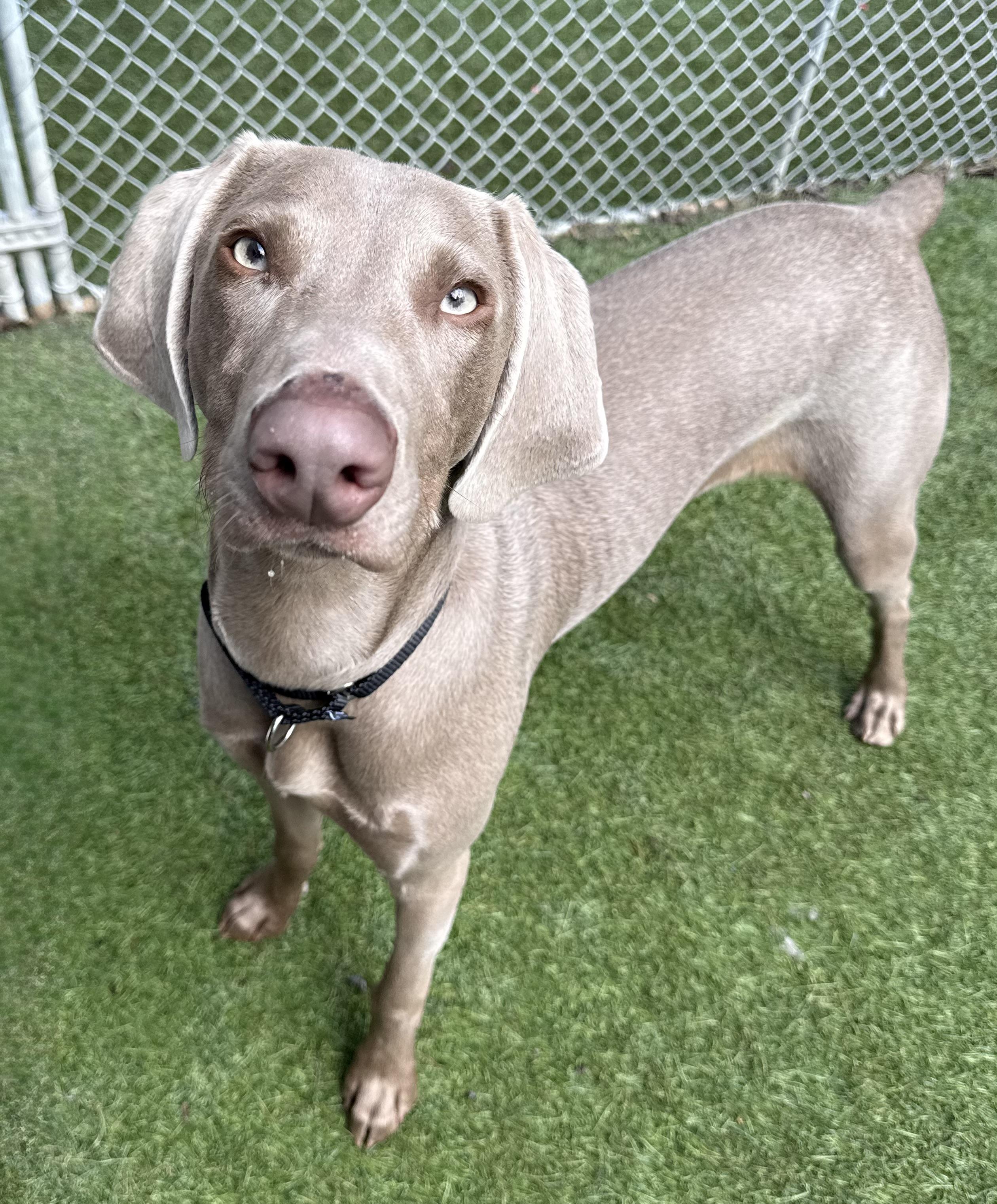 Enlarge Jax, an adopted Weimaraner in Sudbury, MA image 2/2
