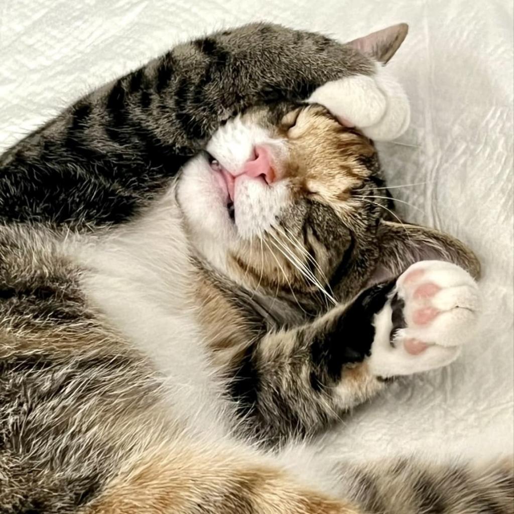 Enlarge Tabitha, a Adoptable Domestic Short Hair in Fort Lauderdale, FL image 1/6