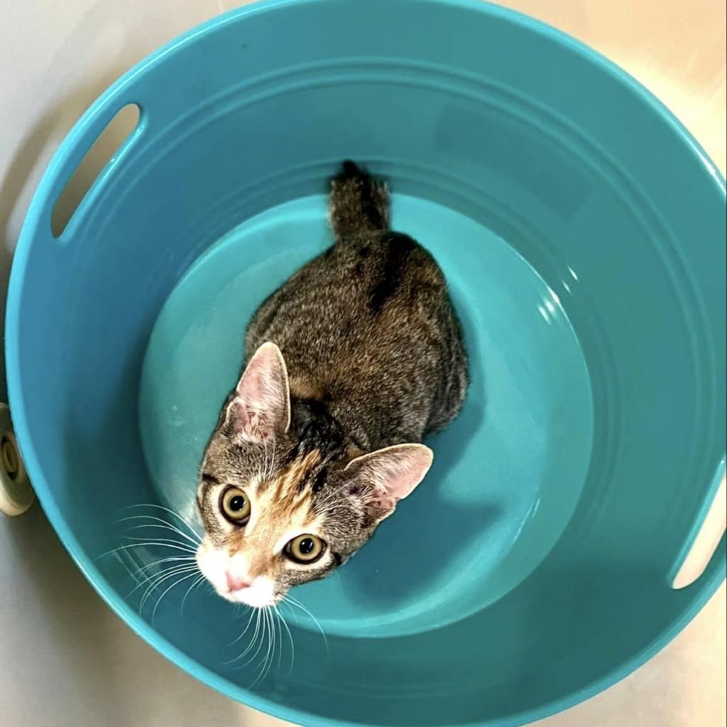 Enlarge Tabitha, a Adoptable Domestic Short Hair in Fort Lauderdale, FL image 2/6