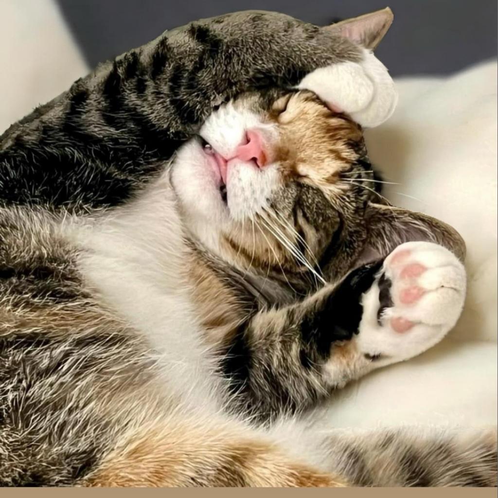 Enlarge Tabitha, a Adoptable Domestic Short Hair in Fort Lauderdale, FL image 4/6