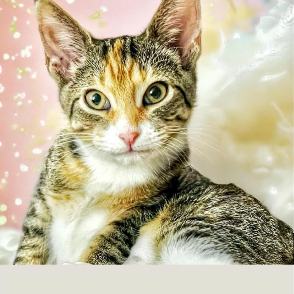 Enlarge Tabitha, a Adoptable Domestic Short Hair in Fort Lauderdale, FL image 5/6