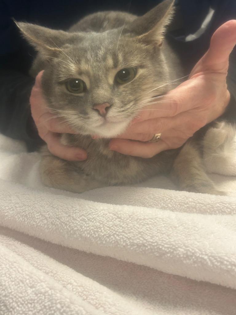 Fiona, Adoptable, Adult Female Domestic Short Hair.