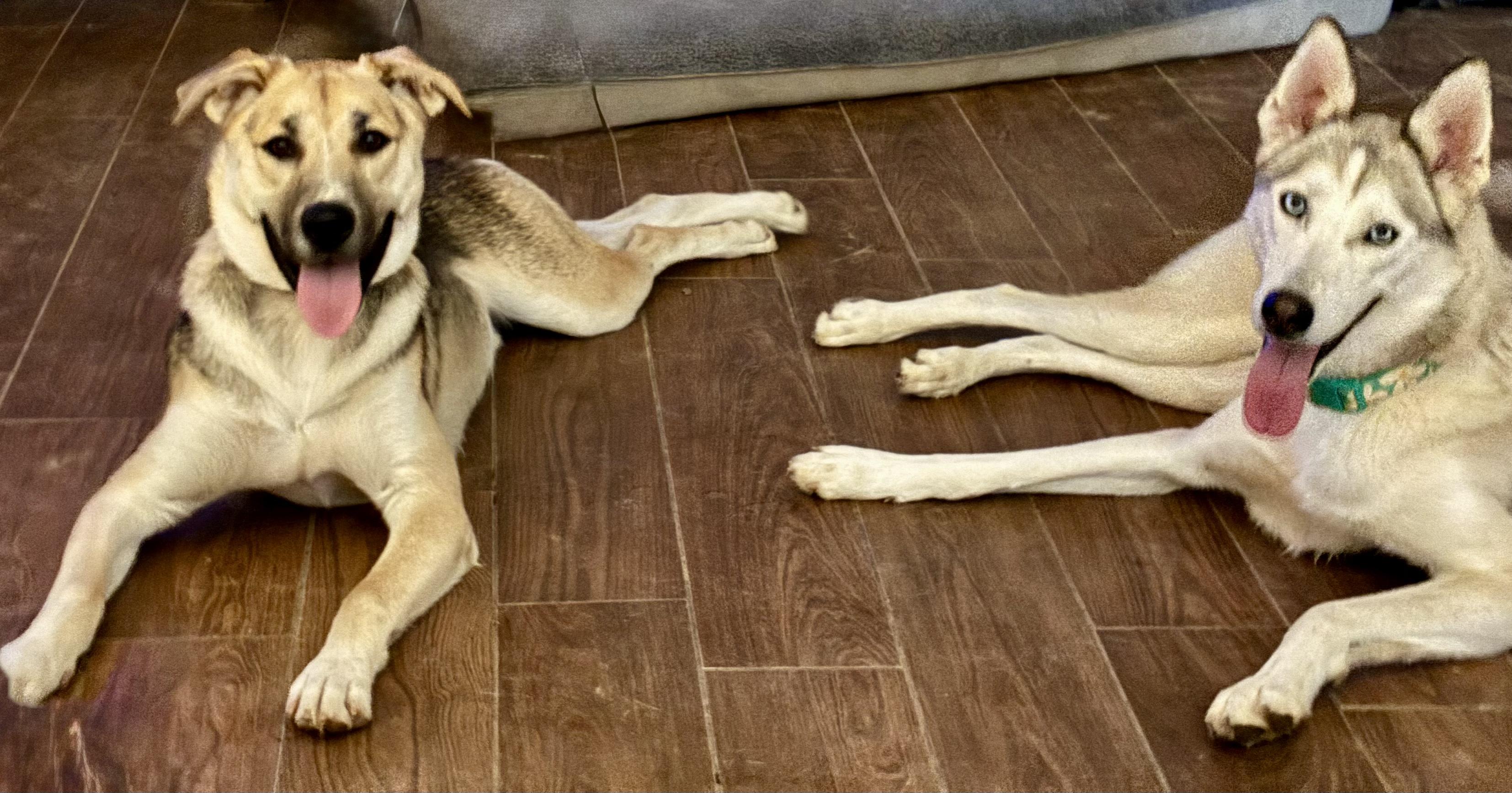 Chip, a Adoptable mixed breed in Alpharetta, GA image 2/6