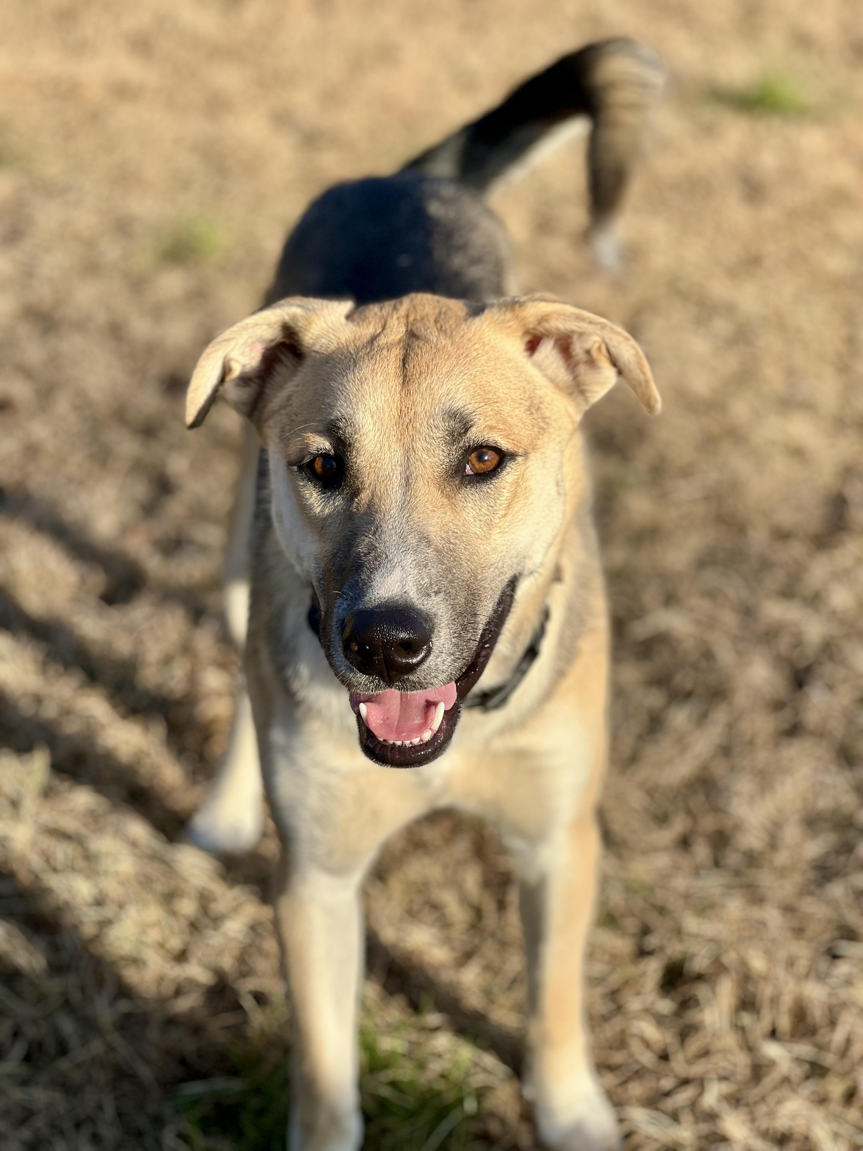 Chip, a Adoptable mixed breed in Alpharetta, GA image 1/6