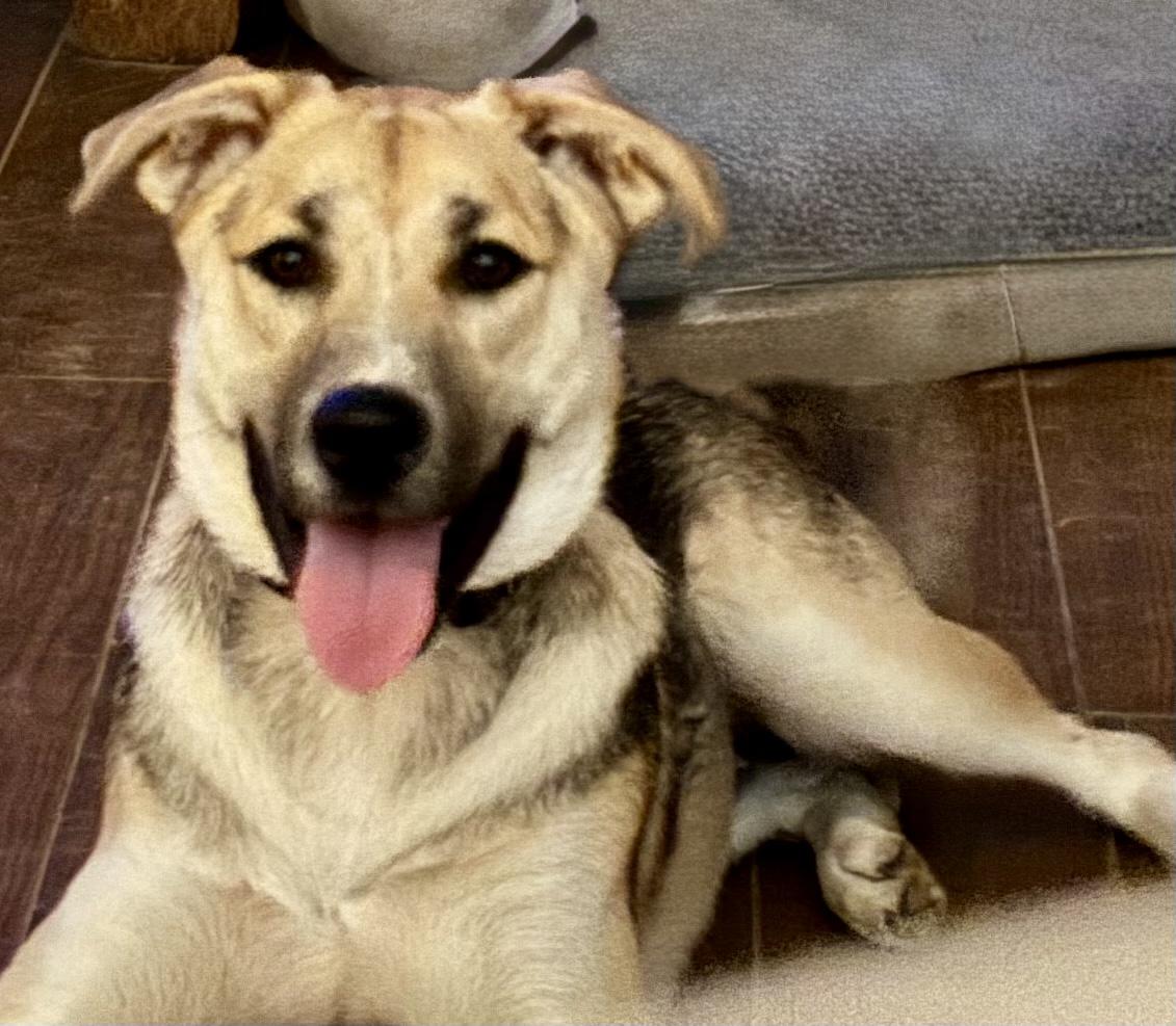 Chip, a Adoptable mixed breed in Alpharetta, GA image 4/6