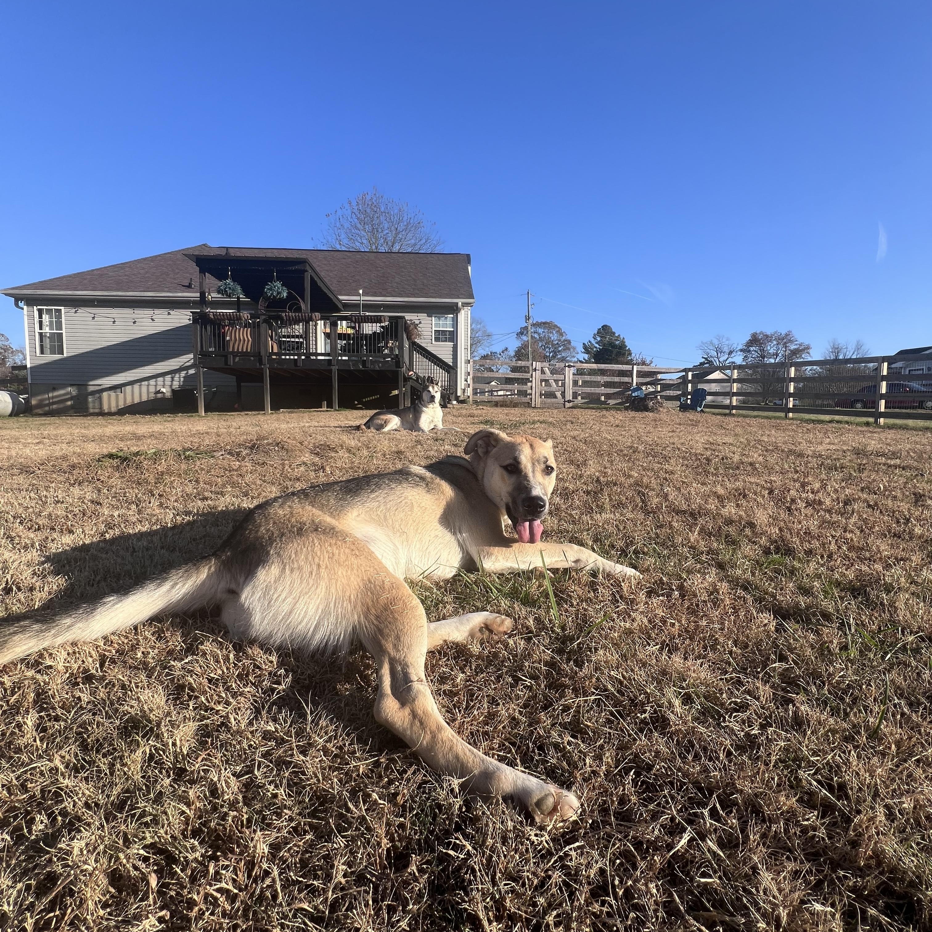 Chip, a Adoptable mixed breed in Alpharetta, GA image 5/6