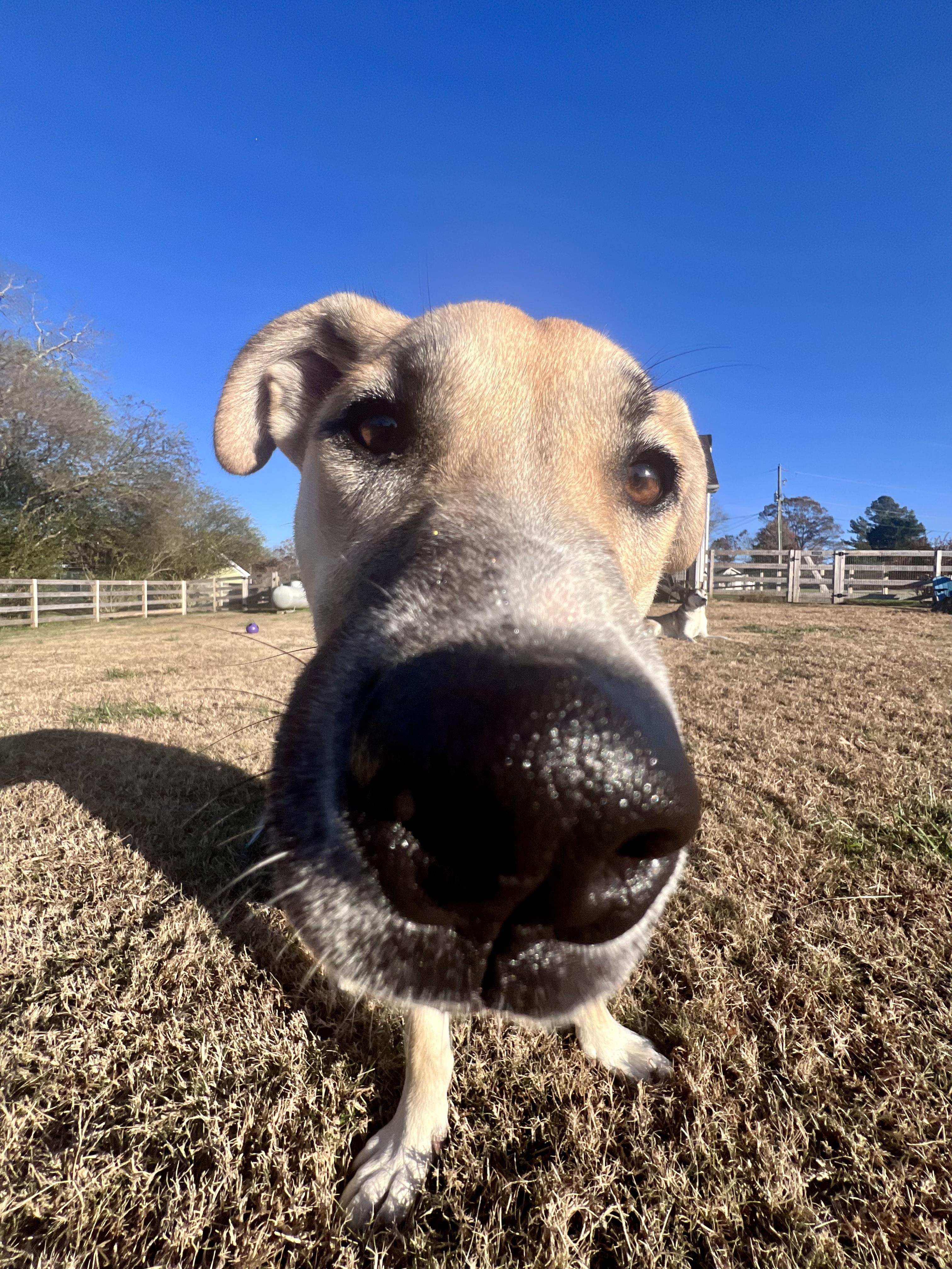Chip, a Adoptable mixed breed in Alpharetta, GA image 6/6