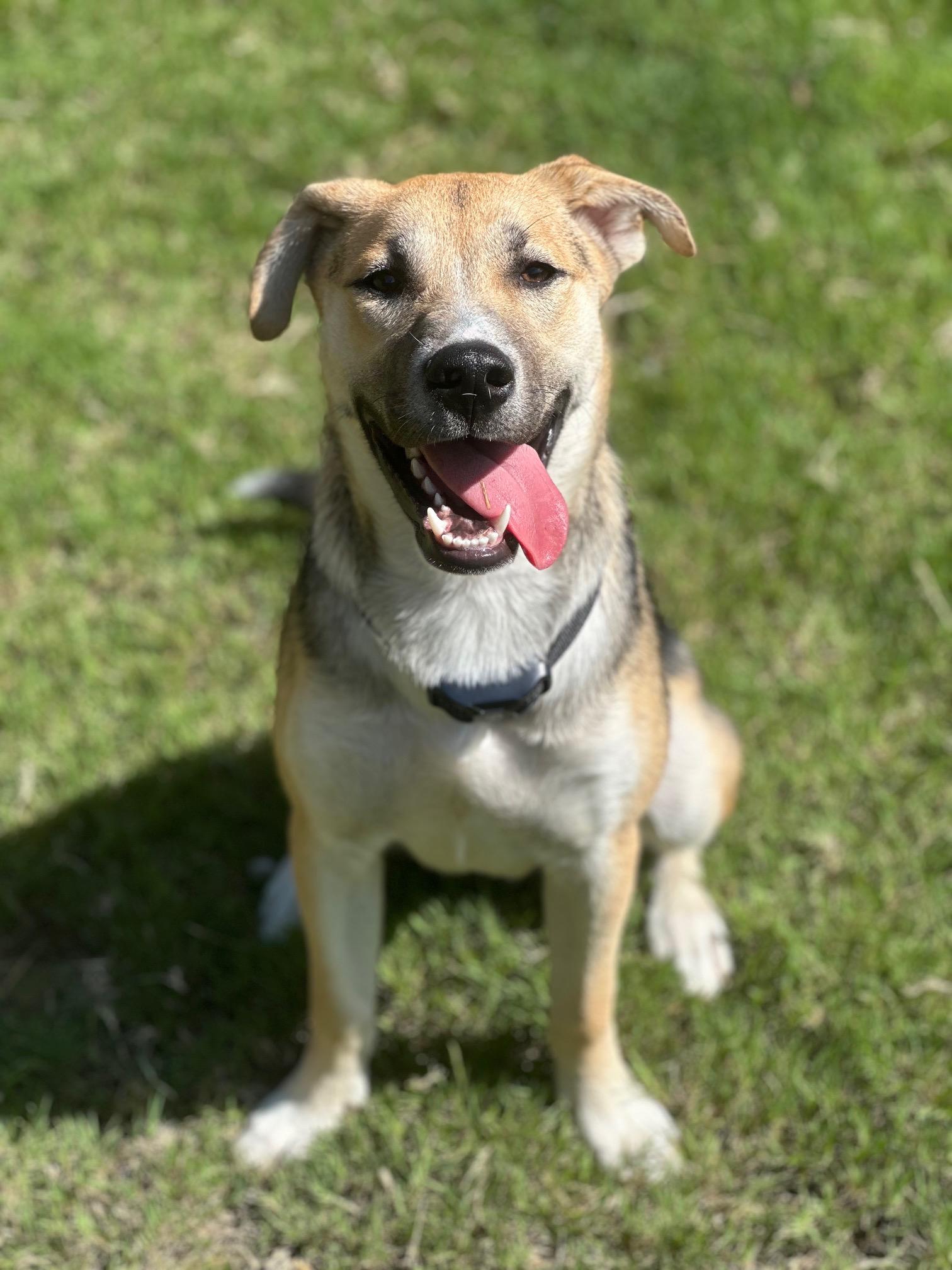 Chip, a Adoptable mixed breed in Alpharetta, GA image 3/6