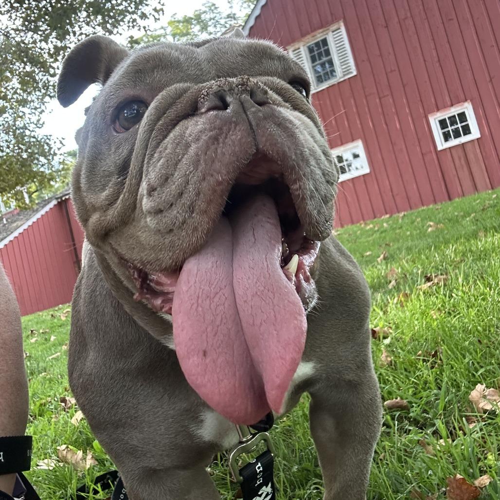 Philly Cheesesteak, ADOPTABLE, Adult • Female, English Bulldog.