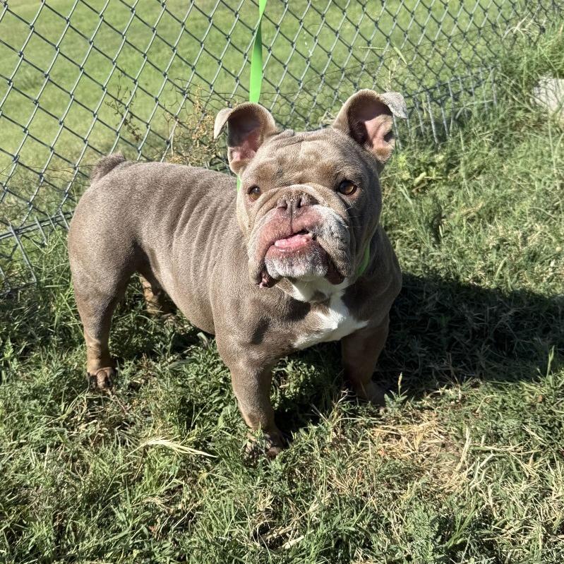 Enlarge Philly Cheesesteak, a Adoptable English Bulldog in Brooklyn, NY image 2/6