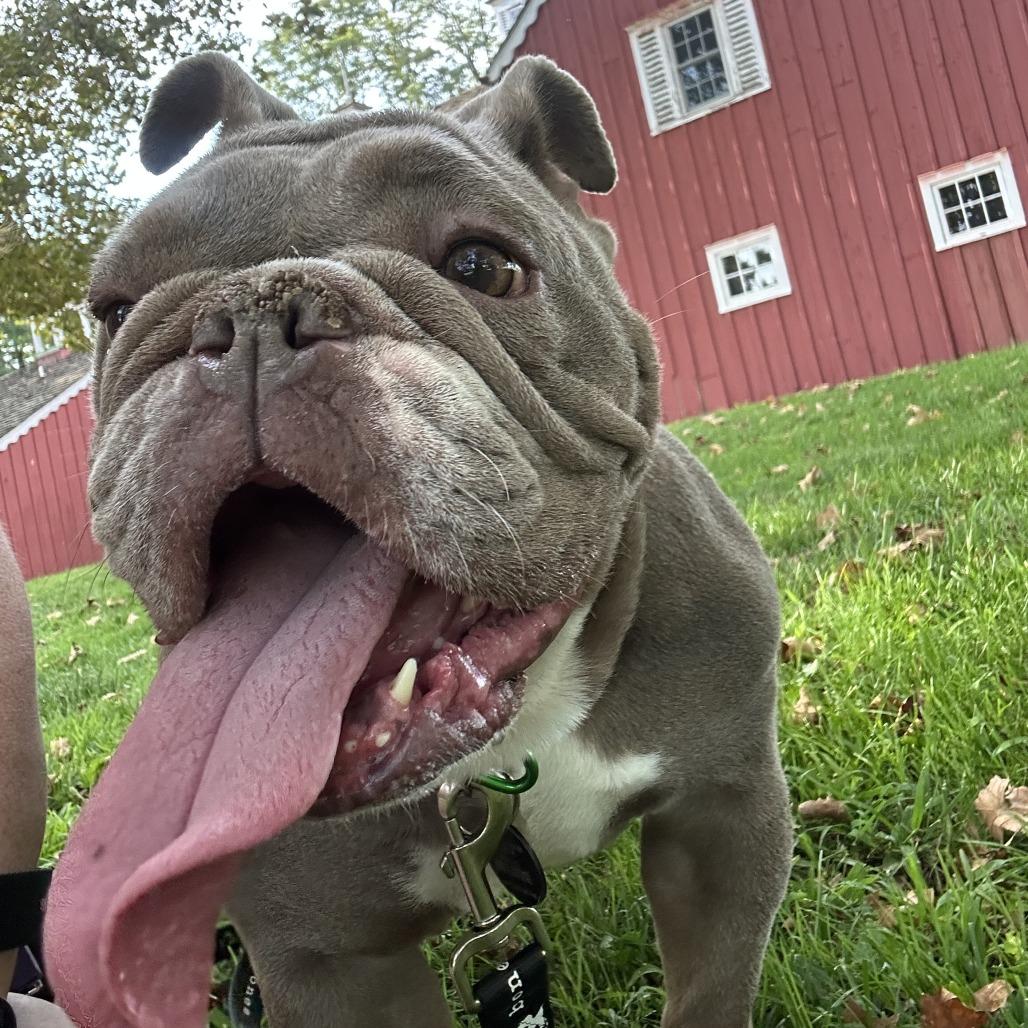 Enlarge Philly Cheesesteak, a Adoptable English Bulldog in Brooklyn, NY image 3/6