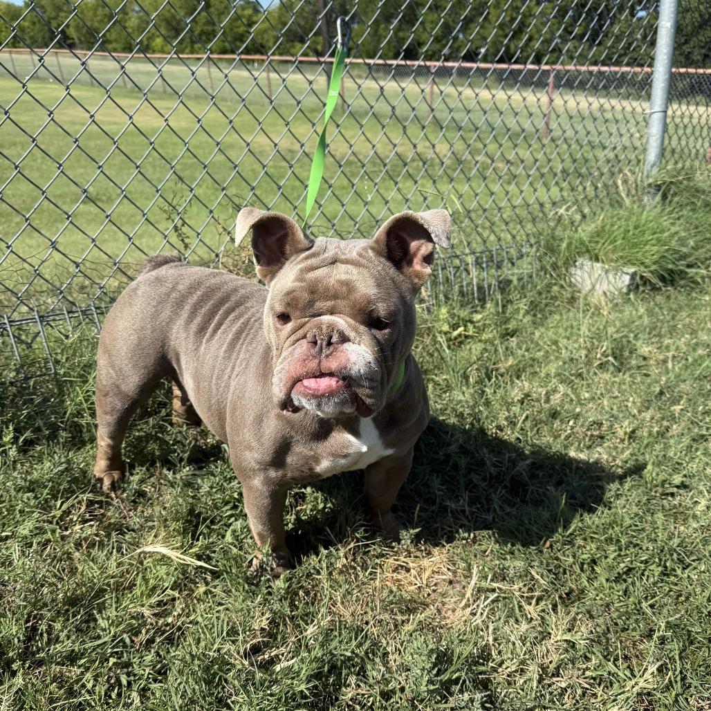 Enlarge Philly Cheesesteak, a Adoptable English Bulldog in Brooklyn, NY image 4/6