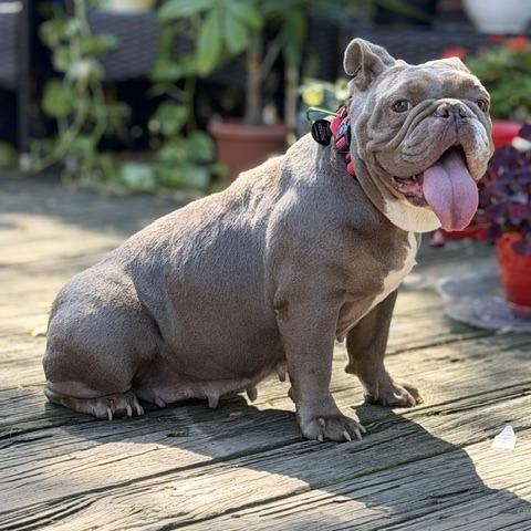 Enlarge Philly Cheesesteak, a Adoptable English Bulldog in Brooklyn, NY image 5/6