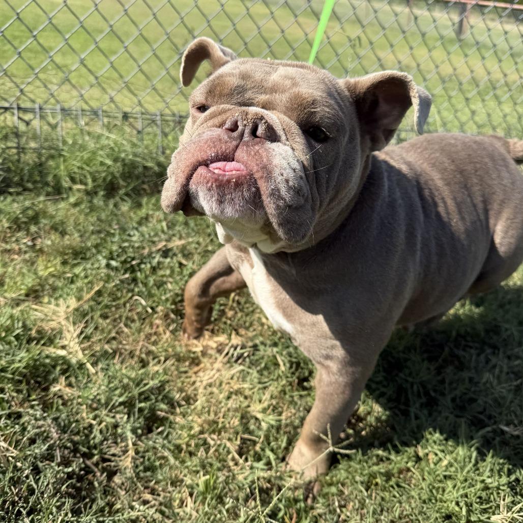 Enlarge Philly Cheesesteak, a Adoptable English Bulldog in Brooklyn, NY image 6/6
