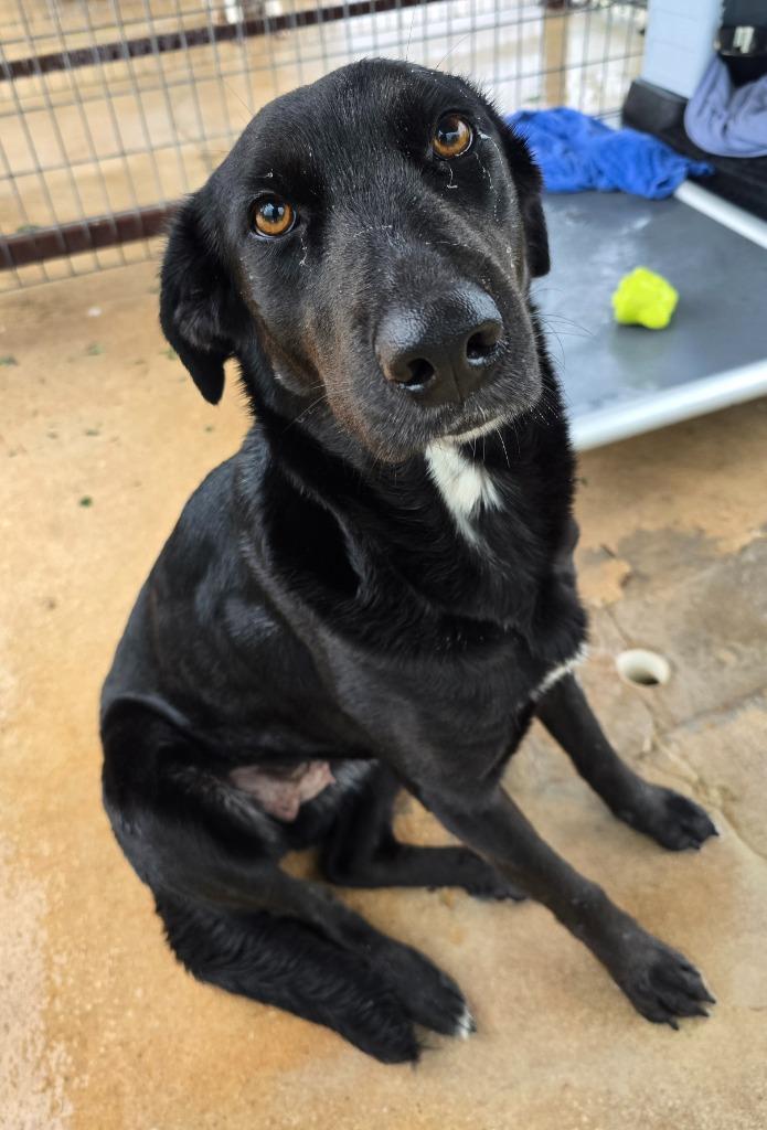 Harper, Adoptable, Young Female Labrador Retriever.