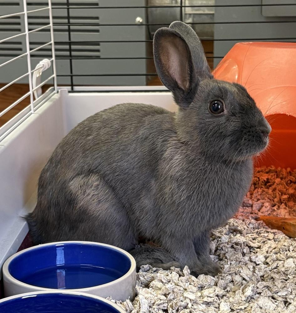 Soren, Adoptable, Young Female American.