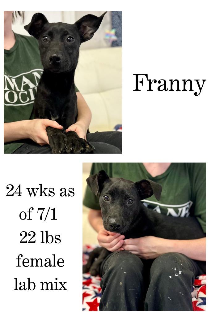 Franny, a Adoptable mixed breed in Albany, GA image 1/5