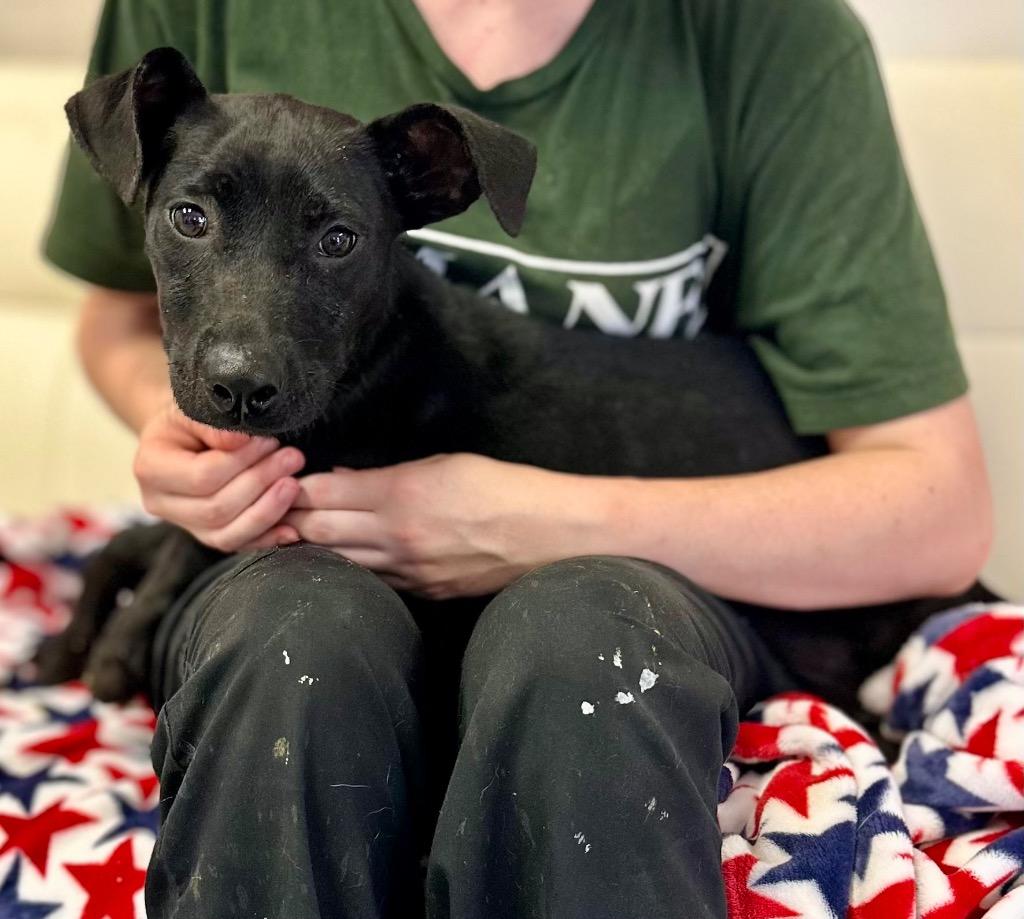 Franny, Adoptable, Young Female Labrador Retriever & Mixed Breed.