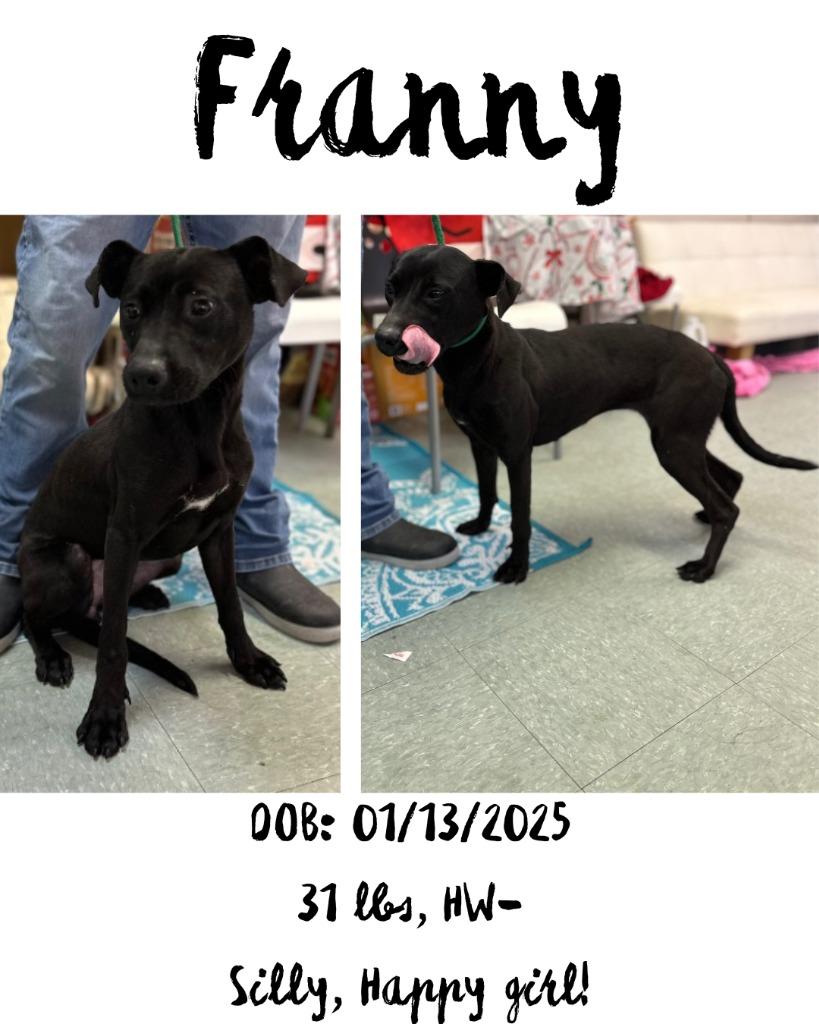 Enlarge Franny, a Adoptable mixed breed in Albany, GA image 2/6