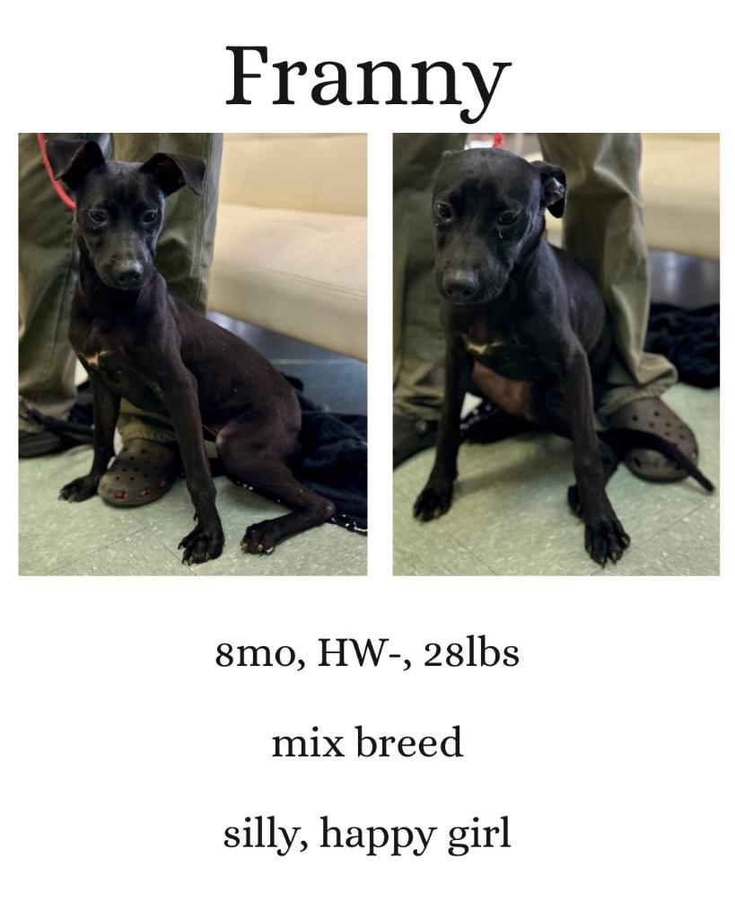 Enlarge Franny, a Adoptable mixed breed in Albany, GA image 2/6