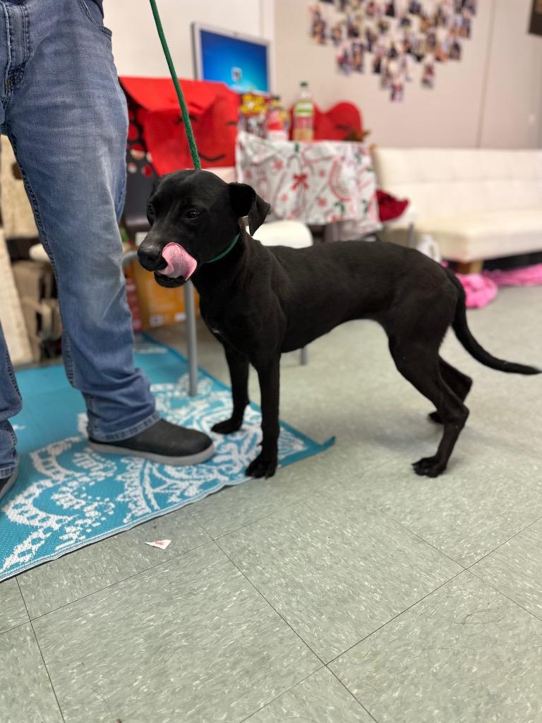 Enlarge Franny, a Adoptable mixed breed in Albany, GA image 3/6