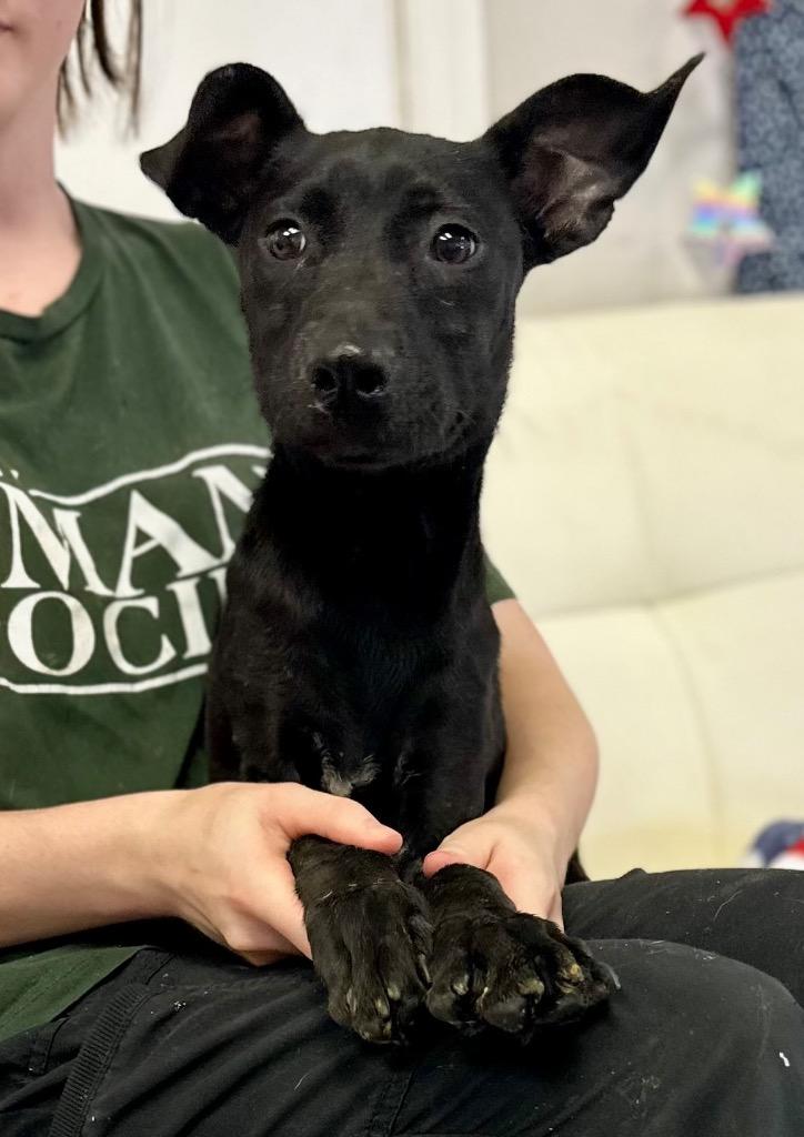 Enlarge Franny, a Adoptable mixed breed in Albany, GA image 4/6