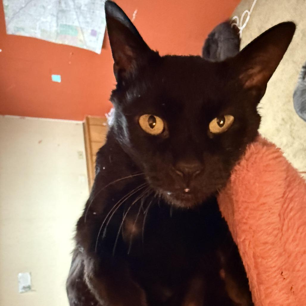 Enlarge Josalyn, a Adoptable mixed breed in South Elgin, IL image 1/6