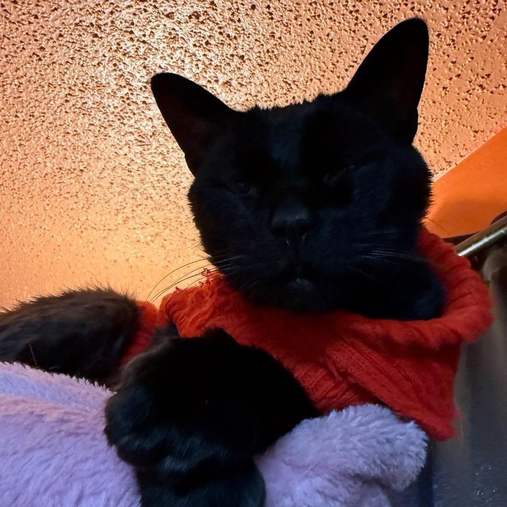 Enlarge Josalyn, a Adoptable mixed breed in South Elgin, IL image 2/6