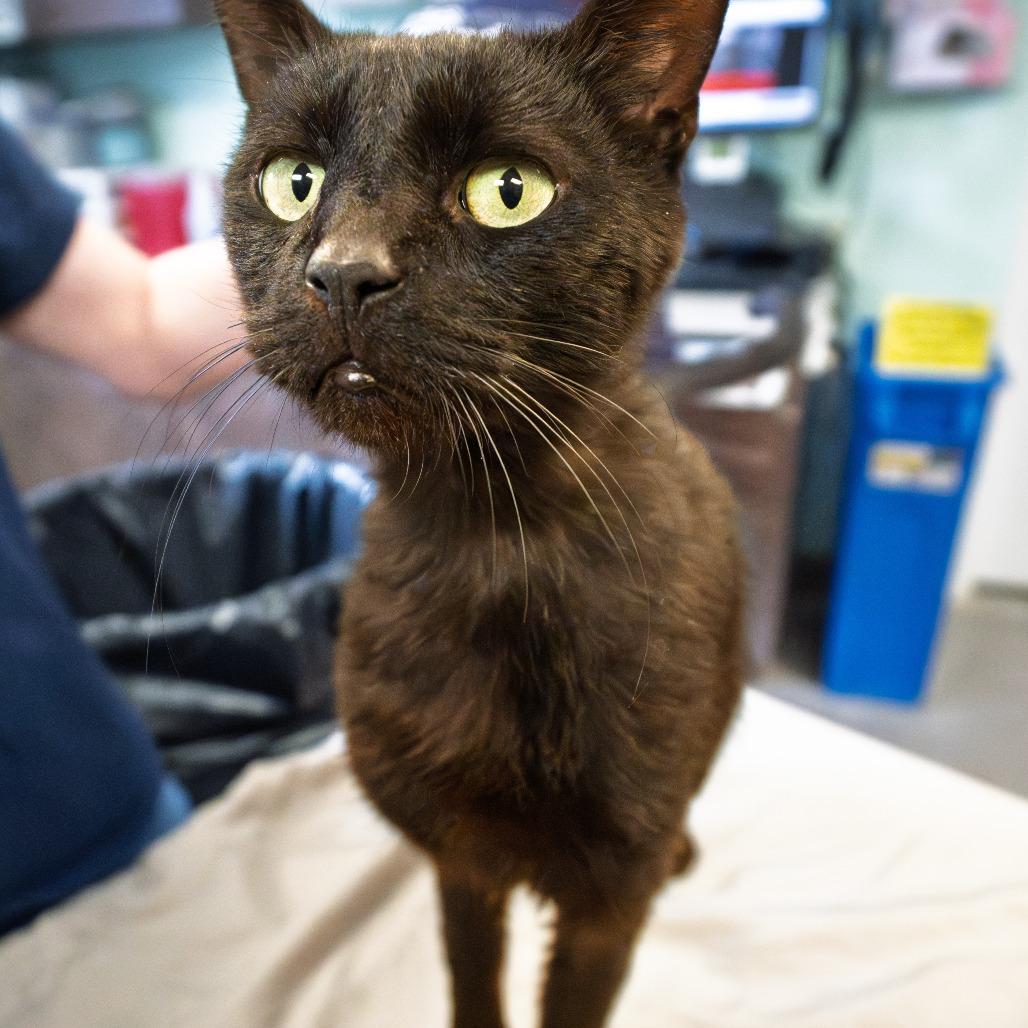 Enlarge Josalyn, a Adoptable mixed breed in South Elgin, IL image 3/6