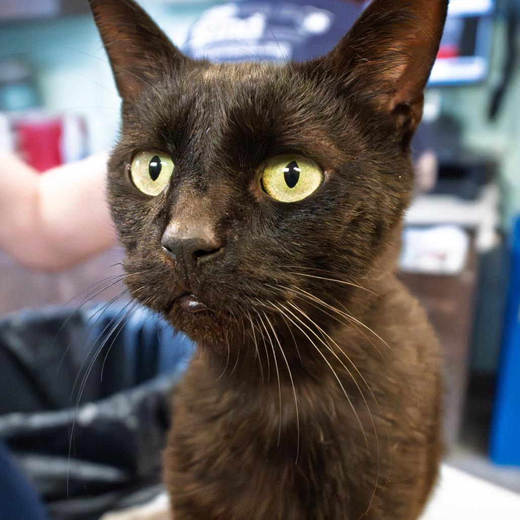 Enlarge Josalyn, a Adoptable mixed breed in South Elgin, IL image 4/6