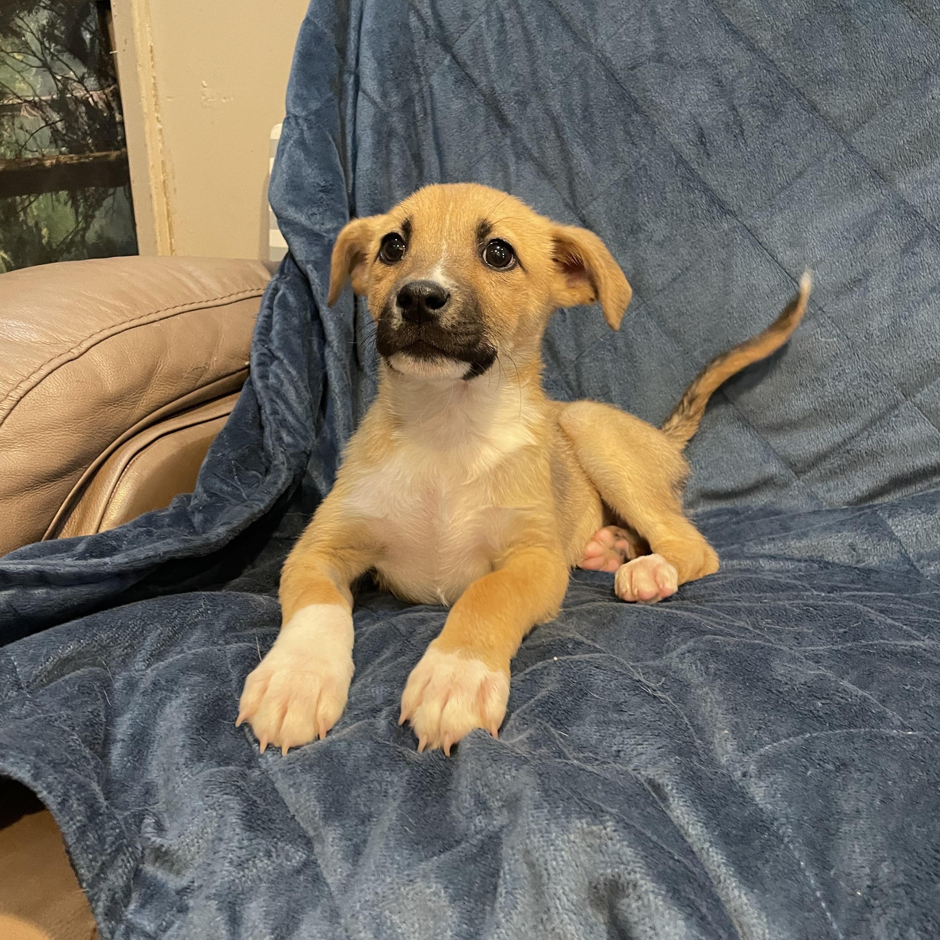 Enlarge Mitzi, a ADOPTABLE German Shepherd Dog in Phoenix, AZ image 1/2