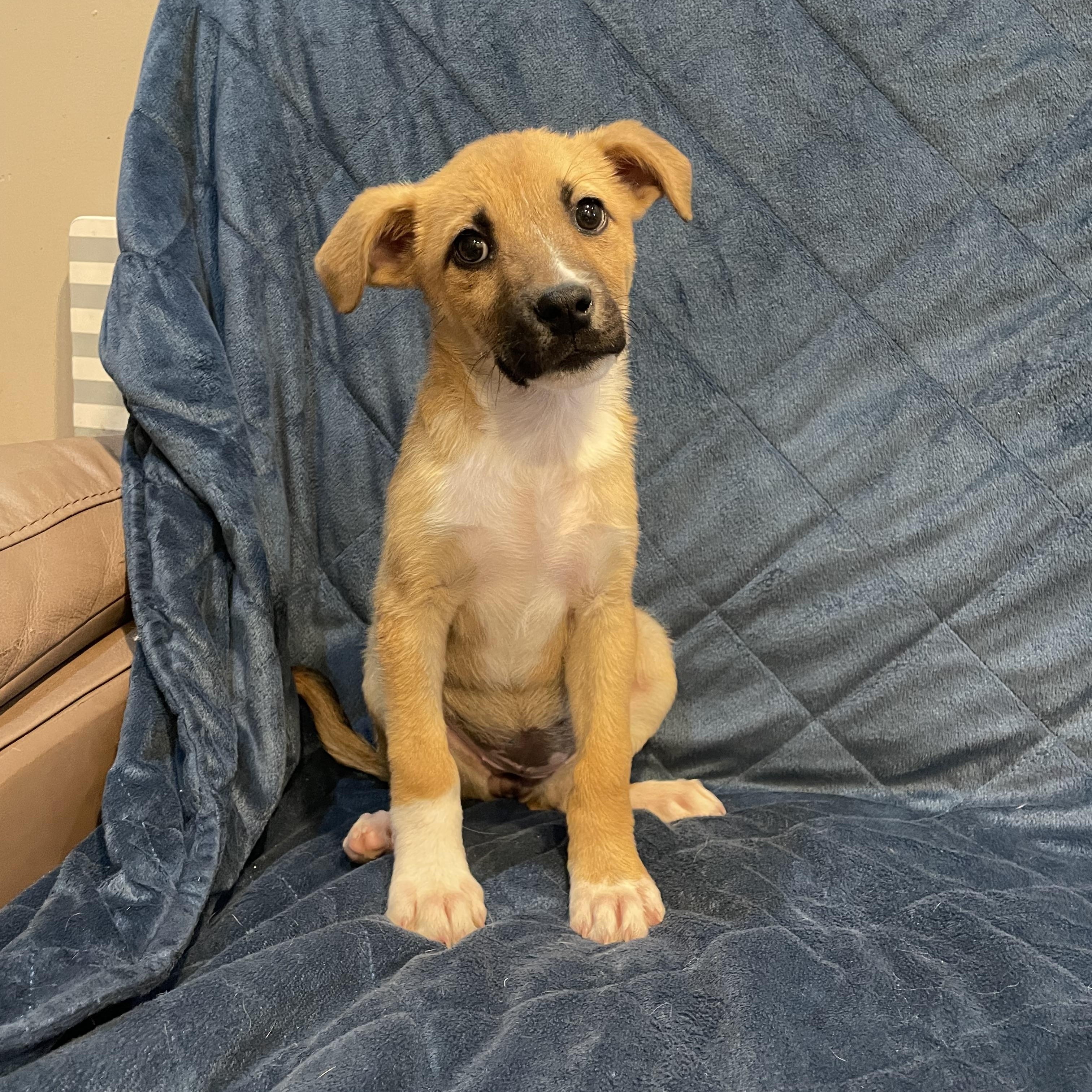 Enlarge Mitzi, a ADOPTABLE German Shepherd Dog in Phoenix, AZ image 2/2