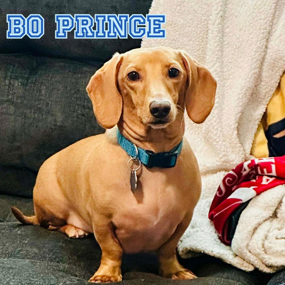 Enlarge Bo Prince, a Adopted Dachshund in San Antonio, TX image 1/3