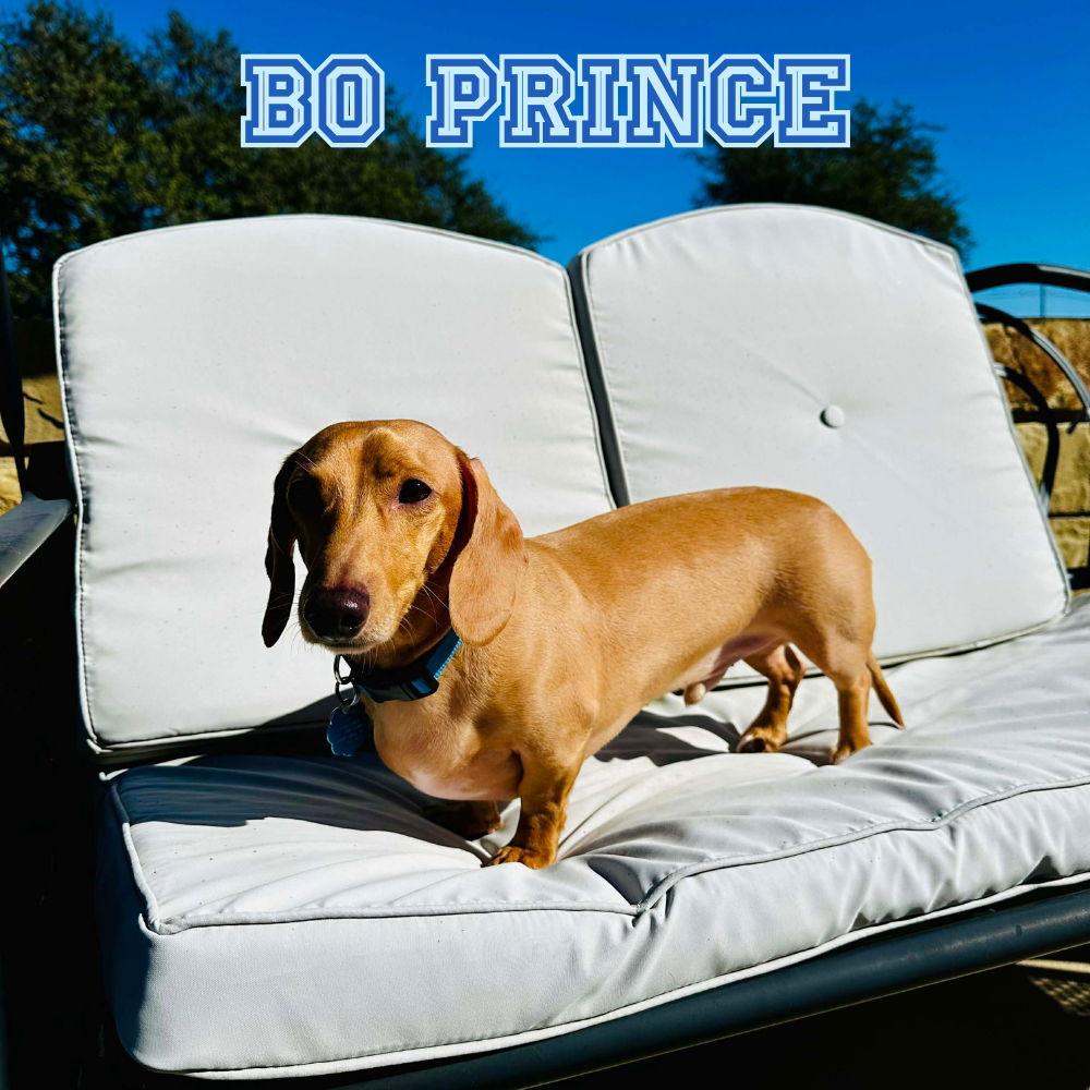 Enlarge Bo Prince, a Adopted Dachshund in San Antonio, TX image 2/3