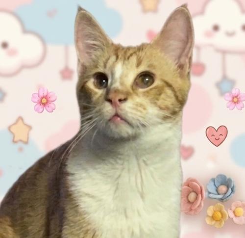 SunnyQ, ADOPTABLE, Young Male Tabby & Domestic Short Hair.
