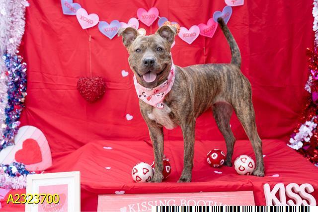 MAGGIE, Adoptable, Young Female Mixed Breed.