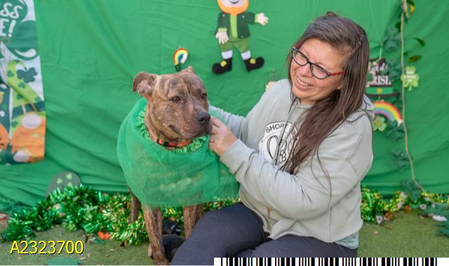 MAGGIE, Adoptable, Young Female Mixed Breed.