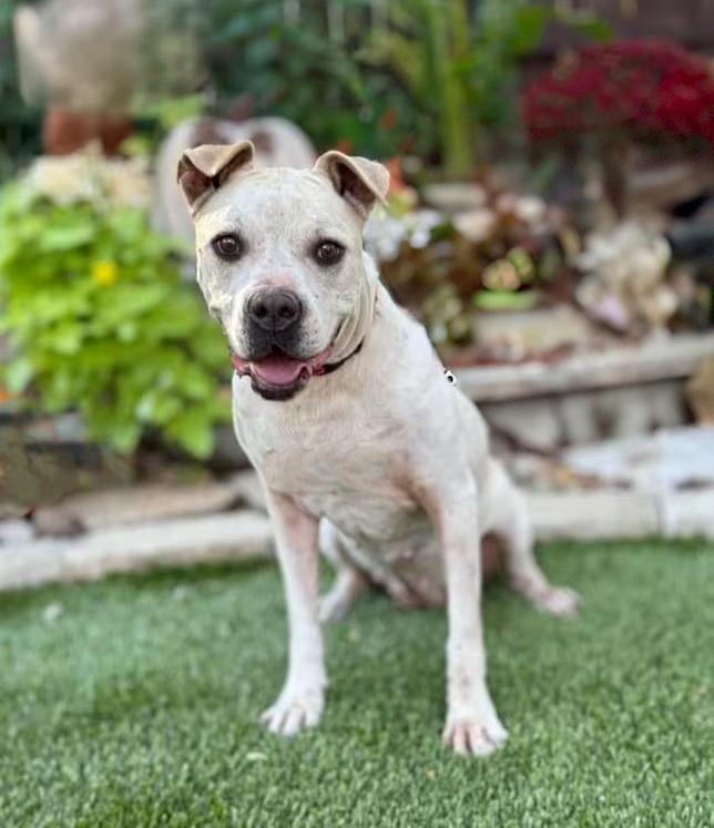 Enlarge Cookie, a ADOPTABLE mixed breed in Northampton, MA image 2/6